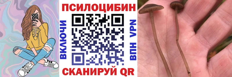 блэк спрут ссылки Рыбное Галлюциногенные грибы Psilocybine cubensis наркота